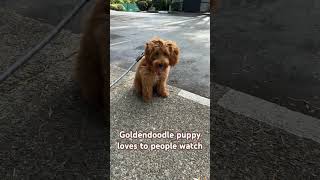 Goldendoodle puppy people watching goldendoodlef1b puppyshorts doodle [upl. by Ithaman731]