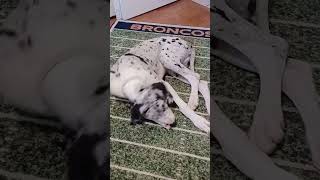 PAWFECTION  20240920 135210 greatdane cutedogs greatdaneworld greatdanetv dog puppy doglife [upl. by Nekal]