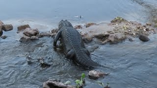 Large Alligator Struggles to Walk [upl. by Rusell]