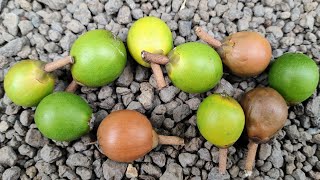 Pouteria arguacoensium  tasting a rare Lucuma  Eggfruit species [upl. by Wayne]