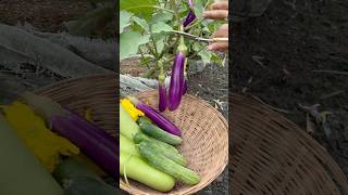 Harvesting eggplants gardening [upl. by Eiramenna]