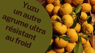 YUZU AGRUME ULTRA RESISTANT AU FROID [upl. by Ahsille]