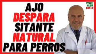 🔴 Cómo Desparasitar Perros con Ajo Como Hacer Desparasitante Natural para perros Cachorros con AJO [upl. by Sholom547]