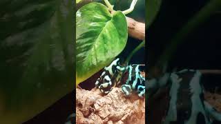 Dendrobates auratusподарочек 🎁 [upl. by Annerb122]