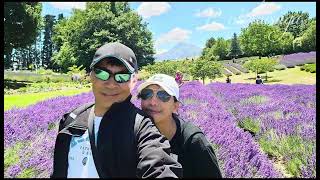 VERY AMAZING LAVENDER FARM AT WANAKA NEW ZEALAND 🇳🇿 [upl. by Furtek]