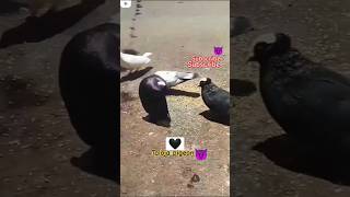 Taloja pigeon videos Mukhi pigeon😈🖤👑👍😎 [upl. by Hgielek]