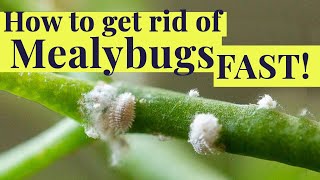 How to get rid of MEALYBUGS fast [upl. by Hillie]