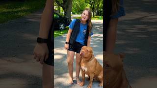 Giant Pitbull dogbreed puppy shortsvideos [upl. by Ziwot]