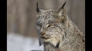 Safari Mack Explores North America The Canadian Lynx Part 1 [upl. by Eimarej]