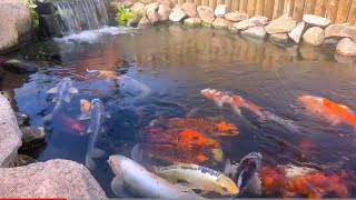 8 Hours of Koi fish swimmingwater sound [upl. by Rains169]