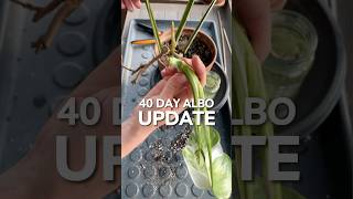 Monstera Albo Chop Update propagation houseplants plants [upl. by Akeme]