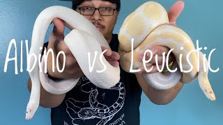 What’s the Difference  Albino vs White Leucistic Snakes [upl. by Keligot]