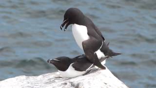 Razorbill Alca torda [upl. by Meerek]