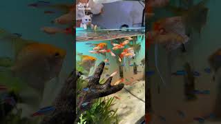 Fish and fishing videos for all shorts short ashortaday aquarium fishingvideo [upl. by Ggerg]