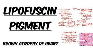 Lipofuscin Pigment  Simplified Explanation  Image [upl. by Slemmer]