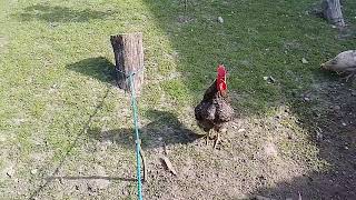 The best singer on my farm is the number one rooster [upl. by Birch]