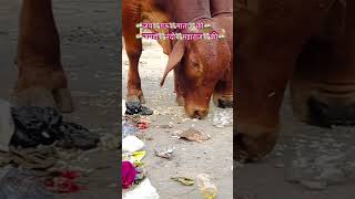 jai gau mata jai gauri maa song jai gauri nanda lyrics jai gauri maa ringtone jai gauri maa [upl. by Severen950]