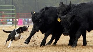 Watch cattle dogs in action at Southern Farm Show [upl. by Taveda]