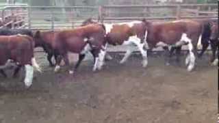 MAINE ANJOU CATTLE  AUCTIONS PLUS FRIDAY 14TH MARCH 2014 [upl. by Georglana]