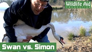 Angry Swan challenges Simon Cowell to ‘Round Two’ [upl. by Iblehs]