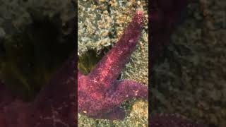 Underwater Purple Sea Stars on Lummi Island pnw gopro [upl. by Gris]