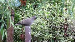 Vogelgezwitscher  Beobachtungen im Garten [upl. by Desmond188]