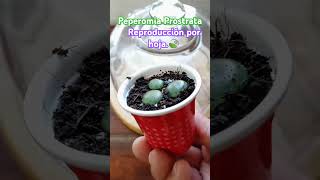 Peperomia Prostrata ó Cadena de Tortuga reproduccion peperomia [upl. by Zilevi]