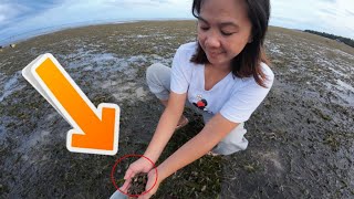 Sea snails Catch and cook  Coastal foraging [upl. by Spatz]