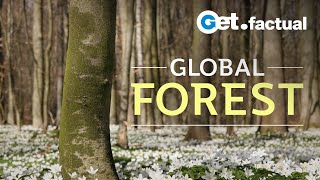 Global Forest  Full Nature Documentary [upl. by Varini]