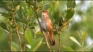 Savis Warbler Singing [upl. by Siclari]