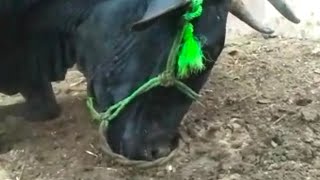 Pica  Soil Eating Cow  Causes and Treatment [upl. by Tolman]