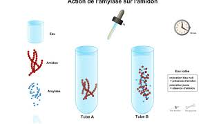 Action de lamylase sur lamidon [upl. by Aronid]