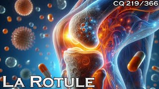 Anatomie de la rotule  CQ219 [upl. by Hannahsohs842]