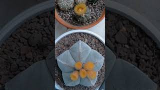 Astrophytum flowers timelapse ❤️ [upl. by Nosle]