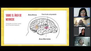 Los 4 lóbulos del Cerebro Lóbulo frontal parietal temporal y occipital [upl. by Nodarb]