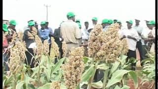 Sorghum farming in Kenya [upl. by Akili848]