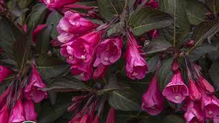 Wine amp Roses Weigela [upl. by Ruomyes367]