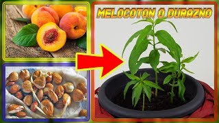 ⭕ Como Germinar Semillas de DURAZNO  GERMINAR MELOCOTON   Cultivo Paso a Paso [upl. by Anatnom]