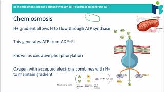 Electron Transport Chain  Made Easy [upl. by Trilley]