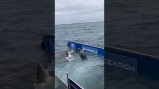 Tagging Great White Sharks with Ocearch [upl. by Renrew]