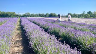 2024 Lavender Festival  Prince Edward County [upl. by Lirret]