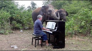 Elephants quotSingingquot with Piano in Their Own Way [upl. by Entsirhc]