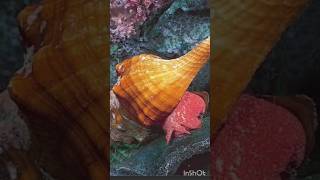 SNAIL SEA SNAIL  JARA KABHI MERI NAZAR SE KHUD KO DEK HE [upl. by Adnirod]