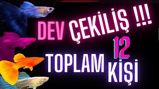 DEV ÇEKİLİŞ TOPLAM 12 KİŞİYE HEDİYE BALIK VE FİLTRE lepistes akvaryumbalıkları çekiliş [upl. by O'Donoghue]