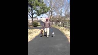 Dog Aggression Training With Behavior Adjustment Training and Constructional Aggression Treatment [upl. by Kralc829]