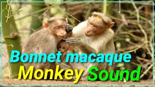 How a Bonnet macaque monkey sound  Call  Animal kingdom planet  Discovery effect [upl. by Mcclimans]