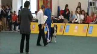 Obedience World Winner 2009  Carmen Bennett 1 part [upl. by Alahc]