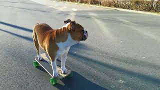 Englische Bulldogge fährt Skateboard  Sir Toby [upl. by Routh850]