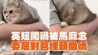 英短貓闖禍被媽念！委屈躲爸懷裡撒嬌😿｜寵物動物｜英國短毛貓｜精選影片 [upl. by Tem]