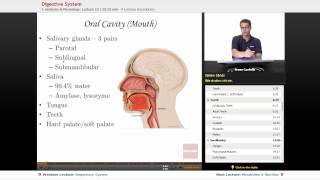 quotDigestive Systemquot  Anatomy amp Physiology with Educatorcom [upl. by Sinegold]